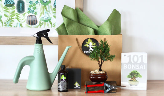 Bonsai Starter Kit - Edith - 20cm