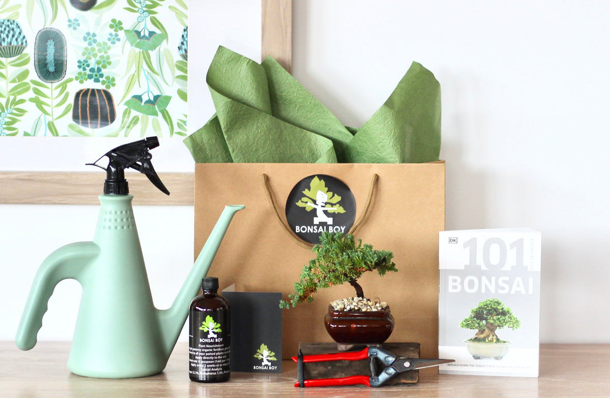Bonsai Starter Kit - Wyatt - 20cm