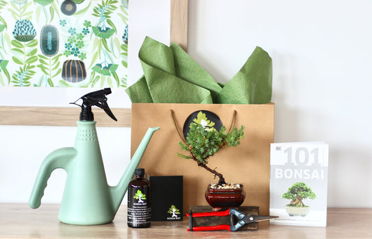 Bonsai Starter Kit - Winston - 20cm