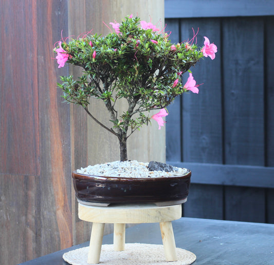 Bonsai - Azalea - Clara - 43cm