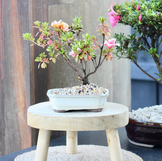 Bonsai - Azalea - Coco - 34cm