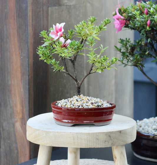 Bonsai - Azalea - Louise - 34cm