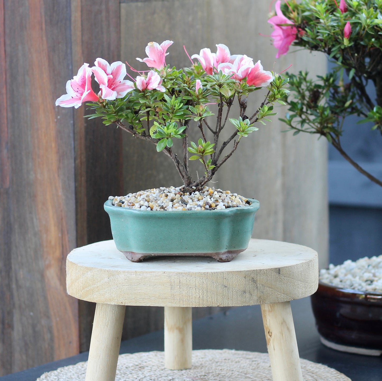 Bonsai - Azalea - Samuel - 34cm