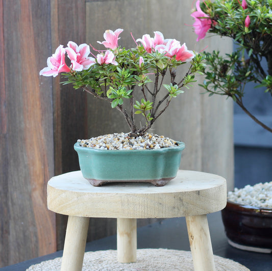 Bonsai - Azalea - Samuel - 34cm