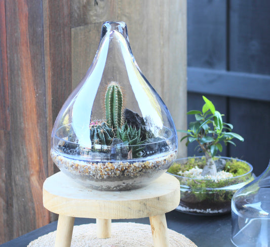 Cacti Terrarium - Teardrop - LARGE -  30cm