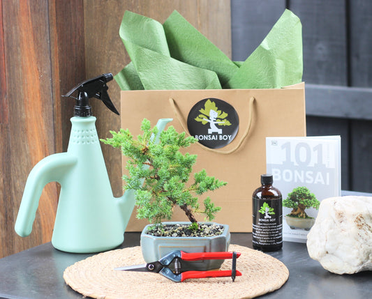 Bonsai Starter Kit - Wesley - 20cm
