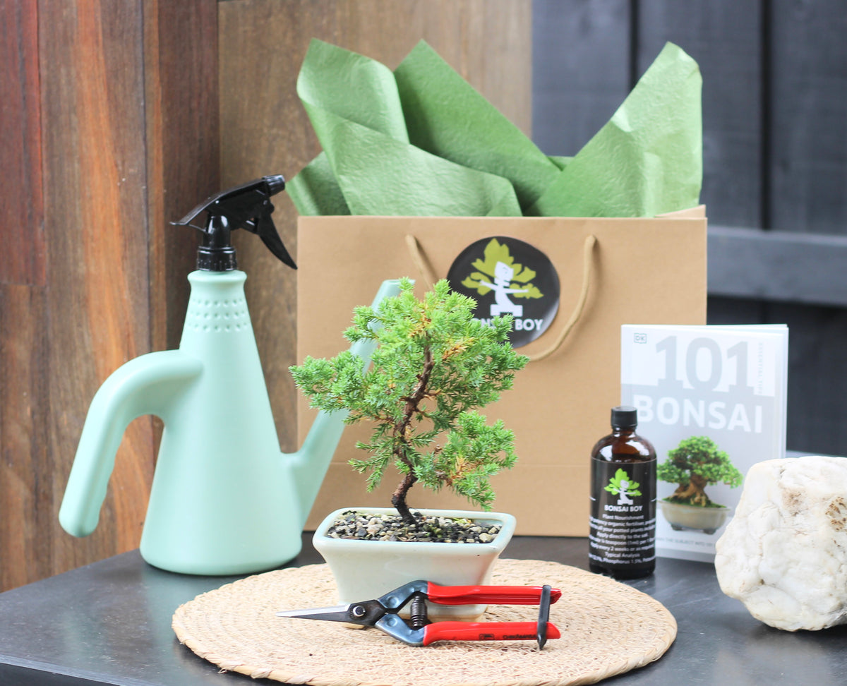 Bonsai Starter Kit - Sunny - 20cm