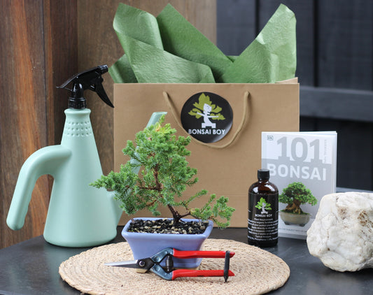 Bonsai Starter Kit - Eugene - 20cm