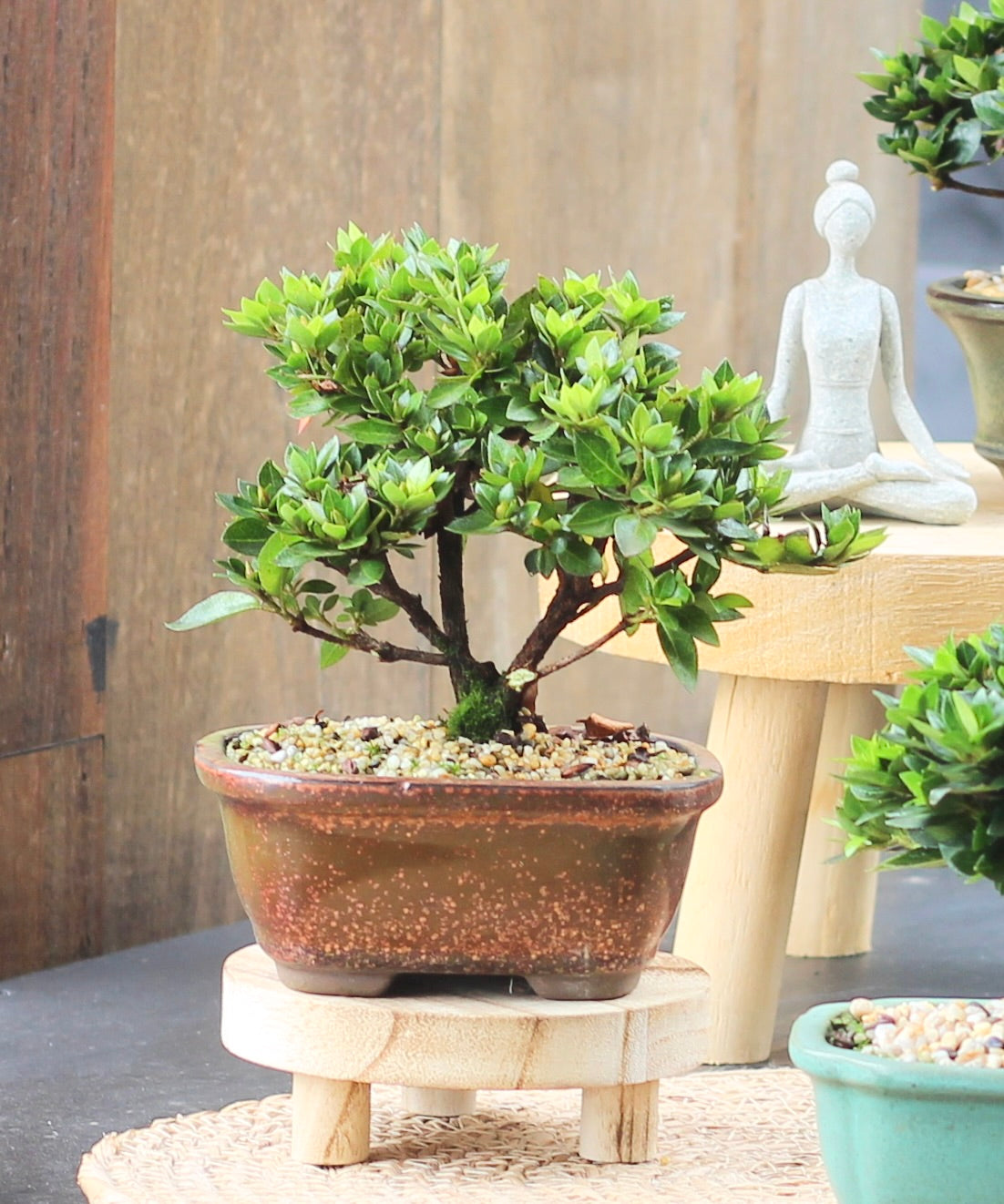 Bonsai - Azalea - Olivia - 18cm
