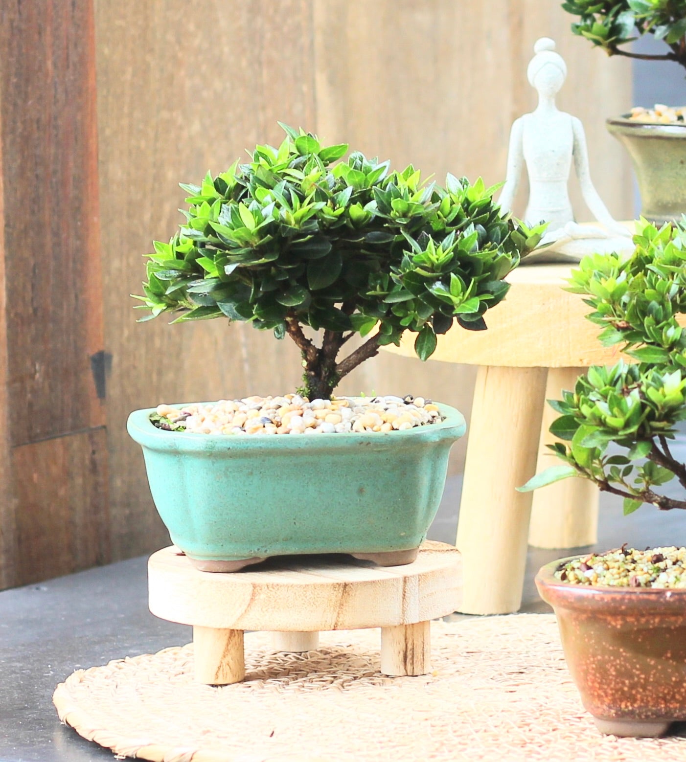 Bonsai - Azalea - Lauren - 18cm