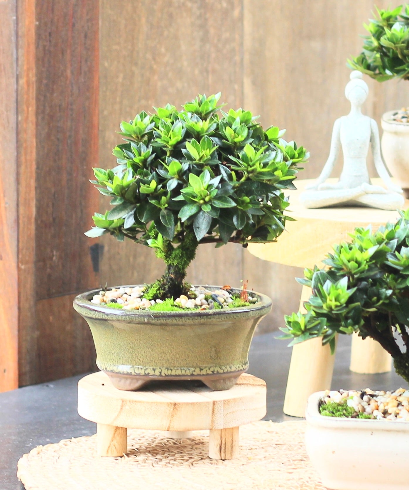 Bonsai - Azalea - Poppy - 18cm