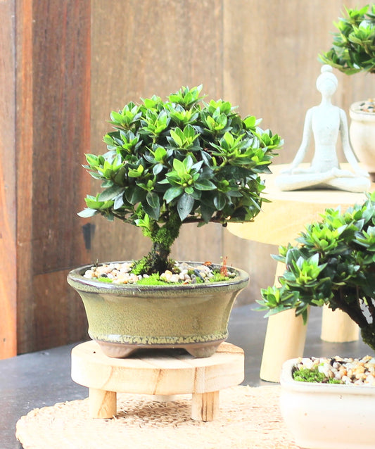 Bonsai - Azalea - Poppy - 18cm