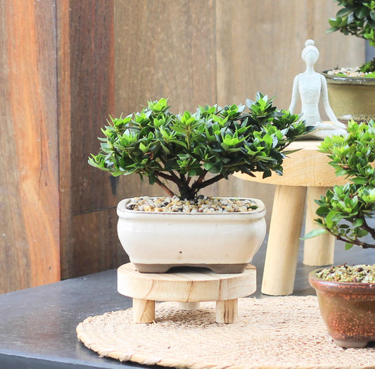 Bonsai - Azalea - Evie - 18cm