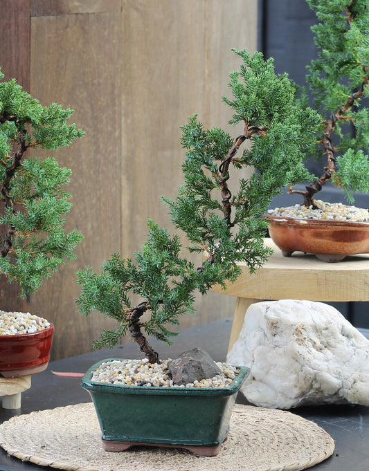 Bonsai - Juniper - Alice - 36cm
