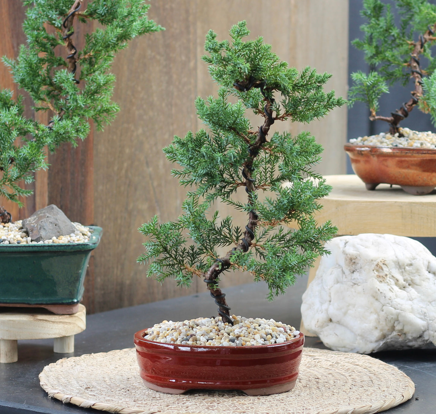 Bonsai - Juniper - Emily - 36cm