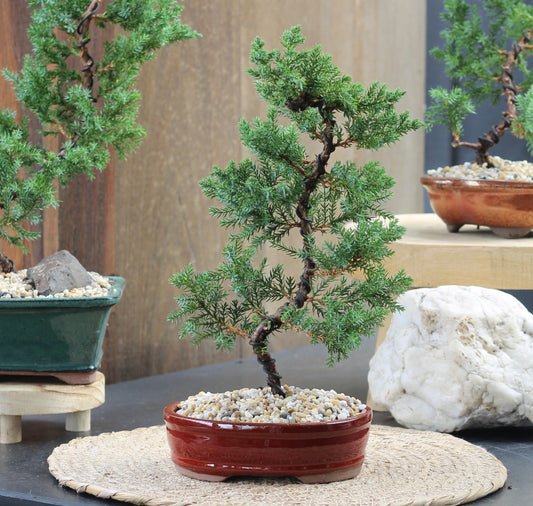 Bonsai - Juniper - Emily - 36cm