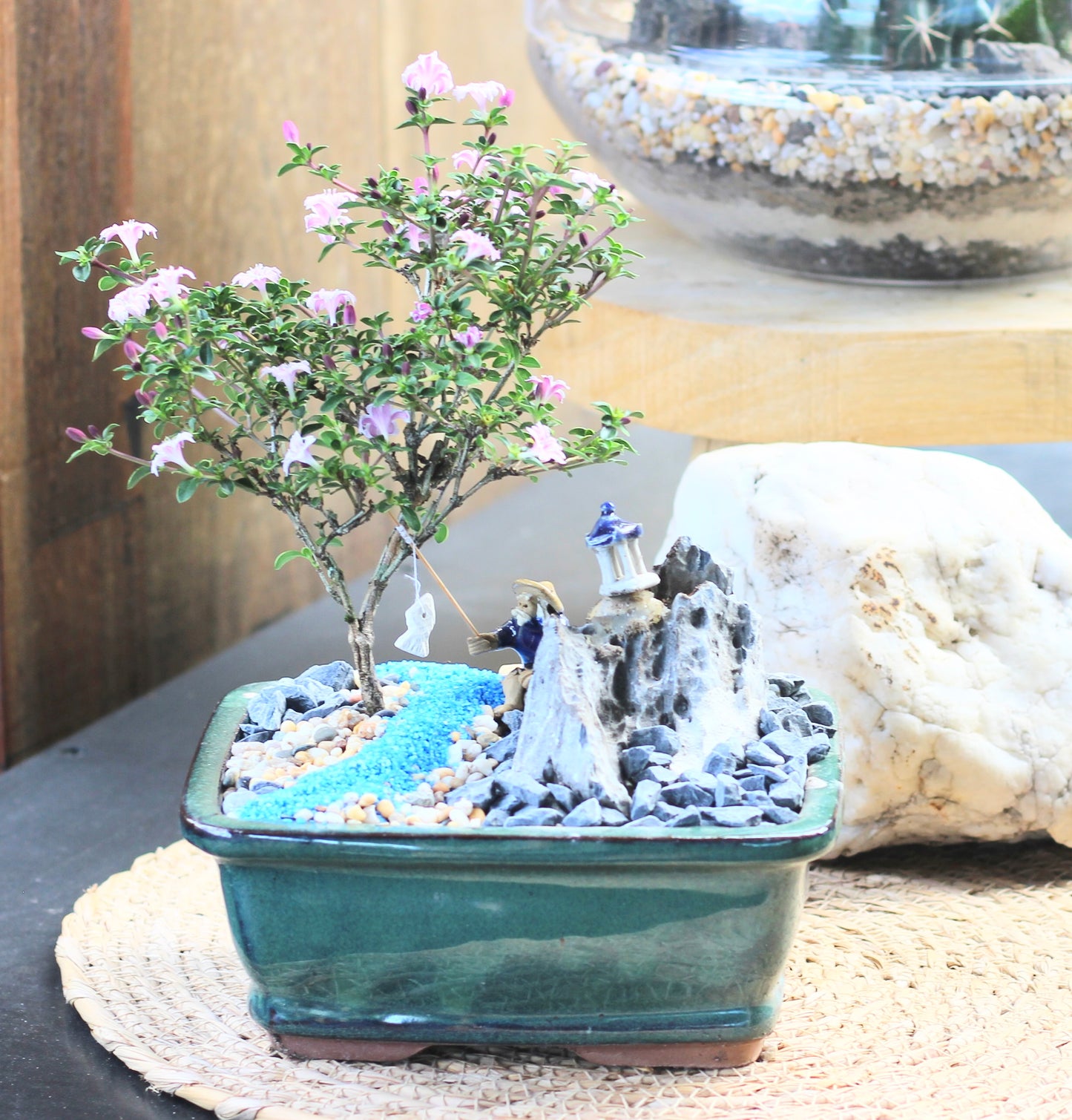 Bonsai - Pink Flowering Serissa - Fisherman Setting - 'Gus' - 15cm