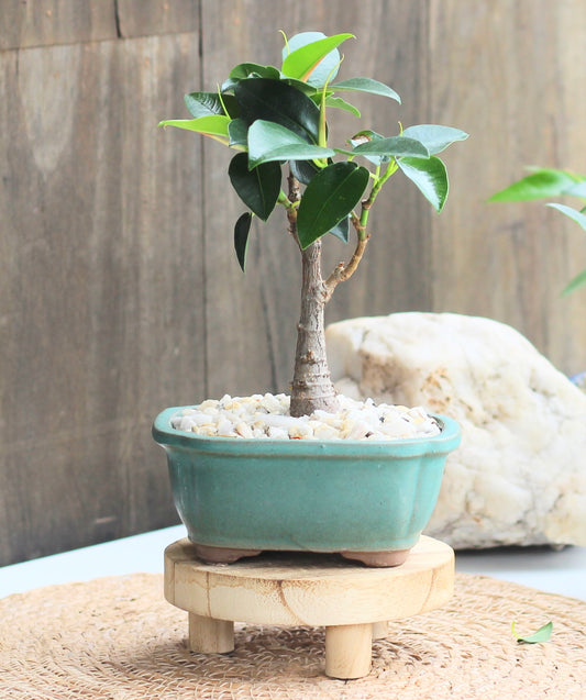 Bonsai - Port Jackson Fig - Evie - 19cm