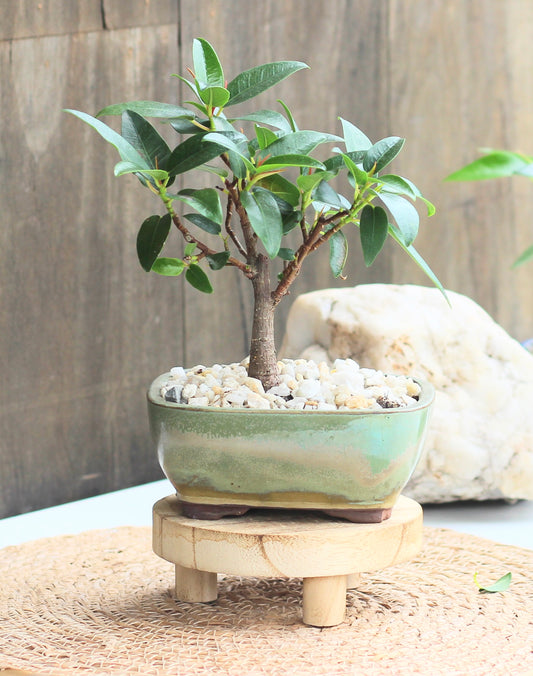 Bonsai - Port Jackson Fig - Lauren - 19cm