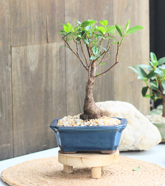 Bonsai - Port Jackson Fig - Taytay - 25cm