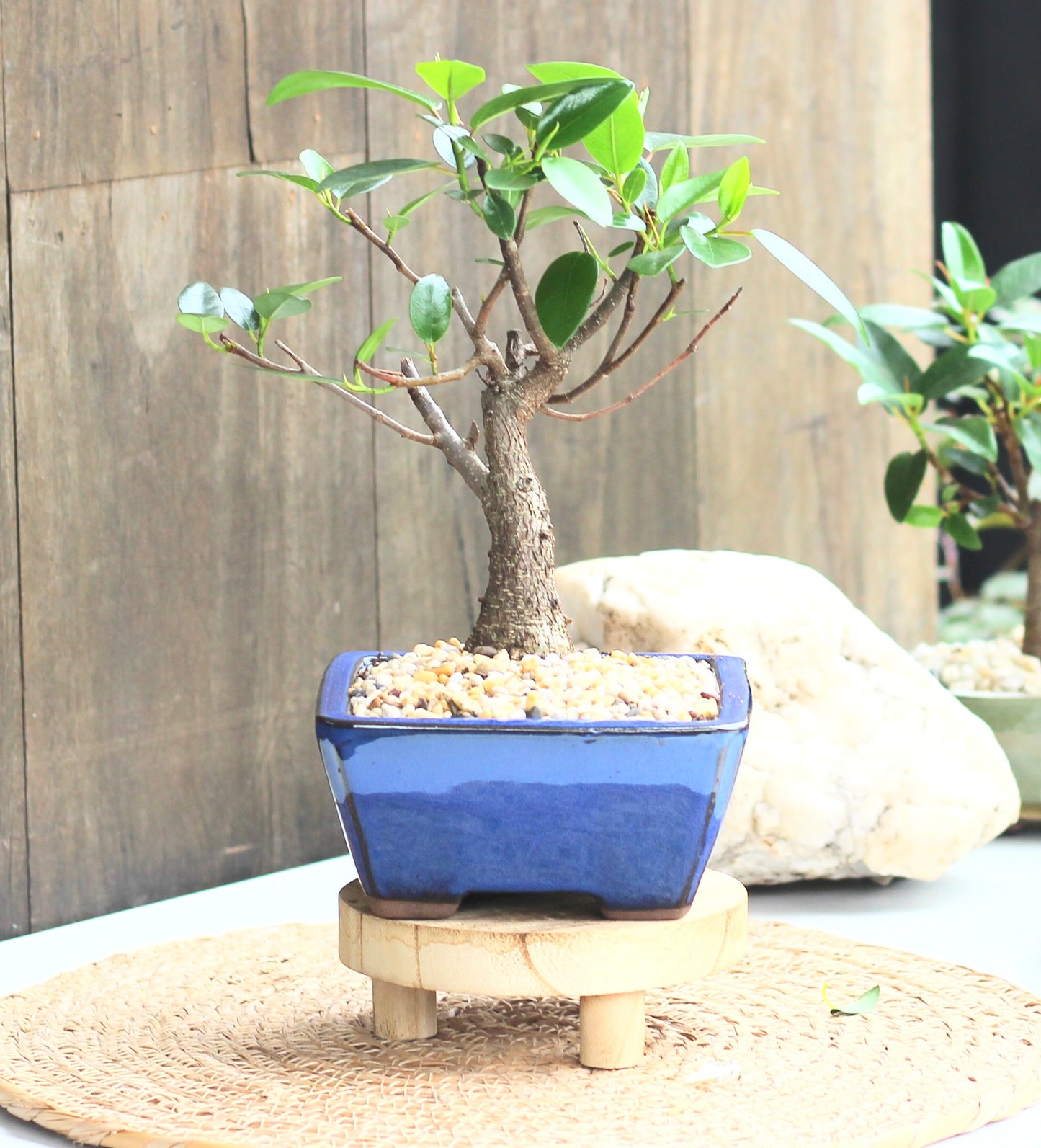 Bonsai - Port Jackson Fig - Fee - 25cm