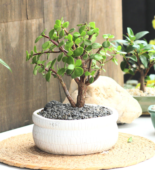 Bonsai - Crassula Ovata - Molly - 30cm