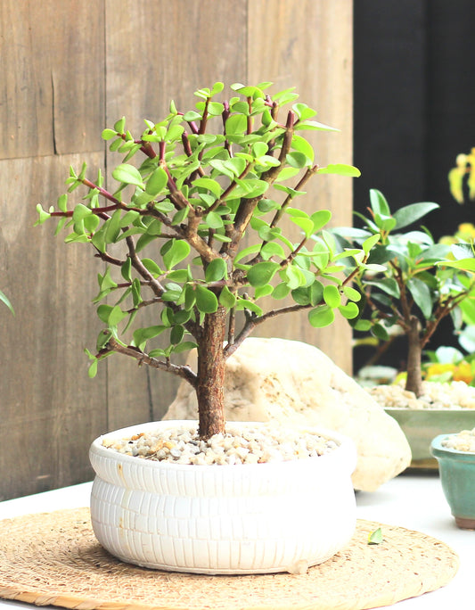 Bonsai - Crassula Ovata - Arlo - 30cm