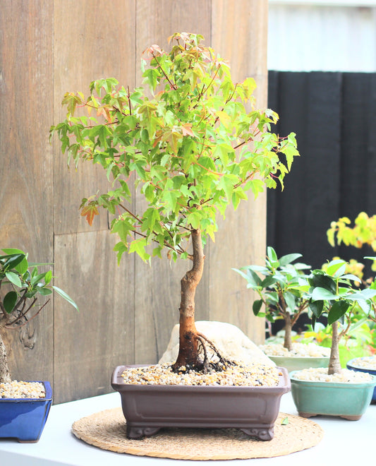 Bonsai - Maple - Maggie - 57cm