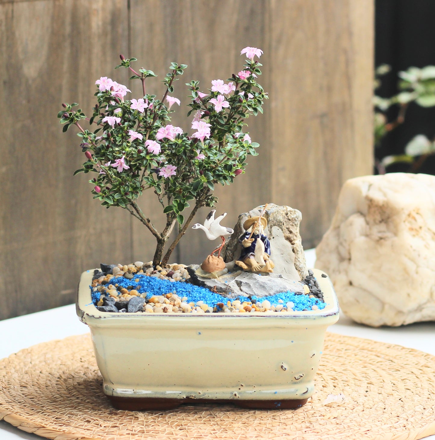 Bonsai - Pink Flowering Serissa - Fisherman Setting - 'Nazi'- 15cm
