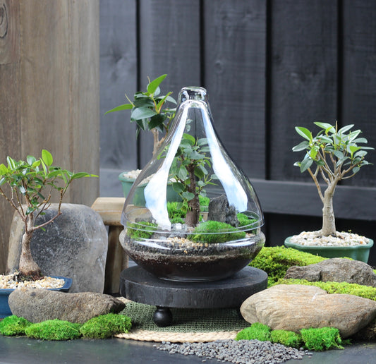 Bonsai Terrarium - Port Jackson Fig - Teardrop - LARGE - 30cm