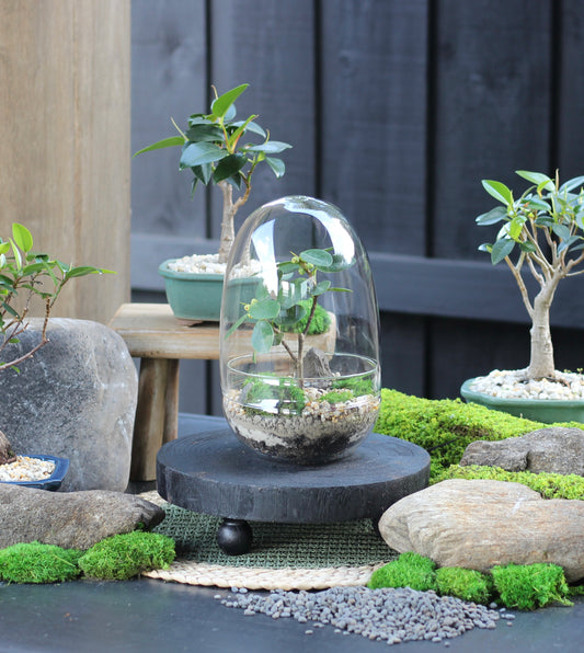 Bonsai Terrarium - Port Jackson Fig - Dome - SMALL - 24cm