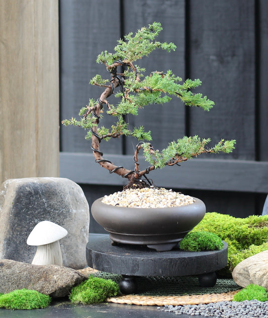 Bonsai - Juniper - Bianca - 38cm