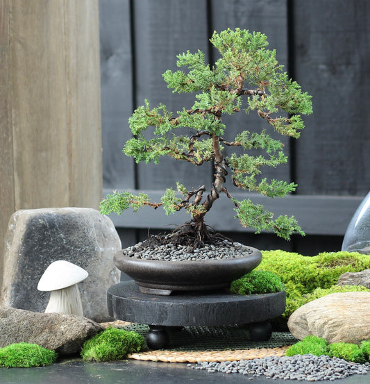 Bonsai - Juniper - Fran Fine - 38cm