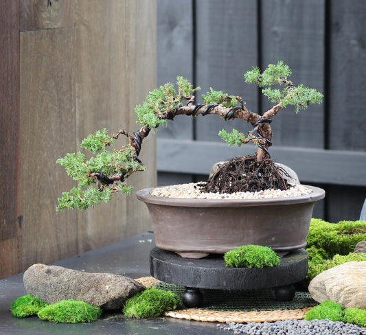 Bonsai - Juniper - Cosmos - 38cm
