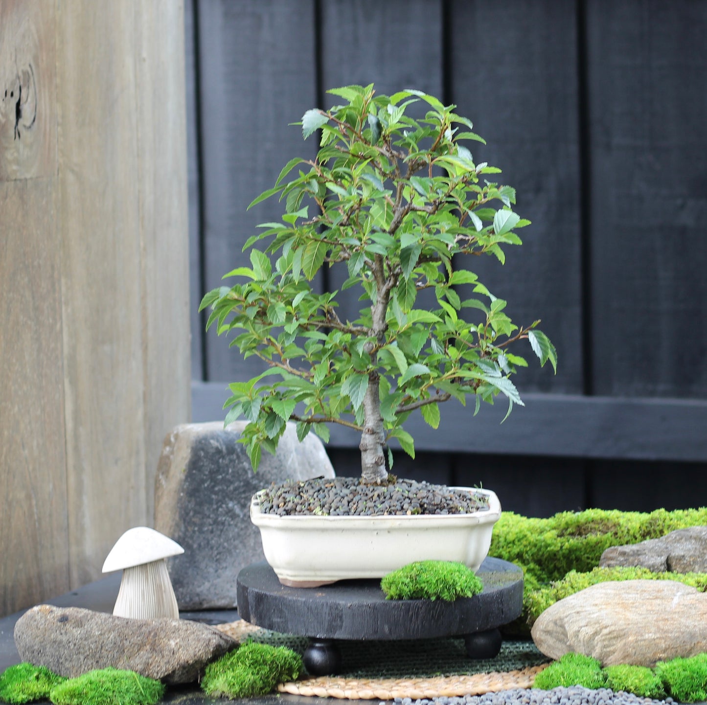 Bonsai - Evergreen Alder - Sarah- 44cm