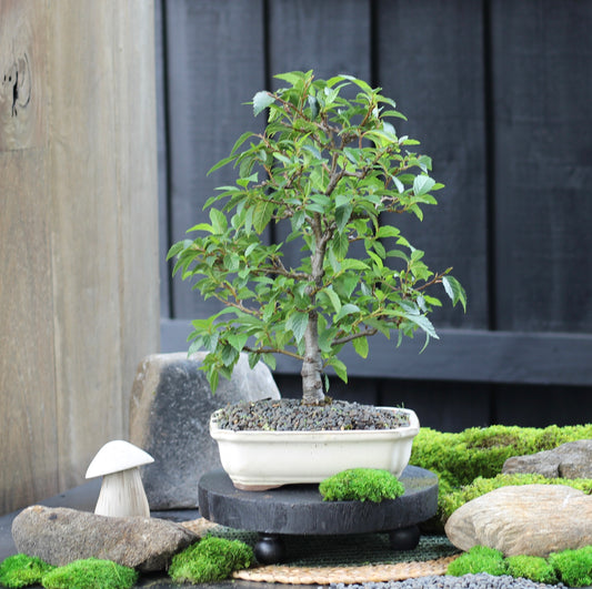 Bonsai - Evergreen Alder - Sarah- 44cm
