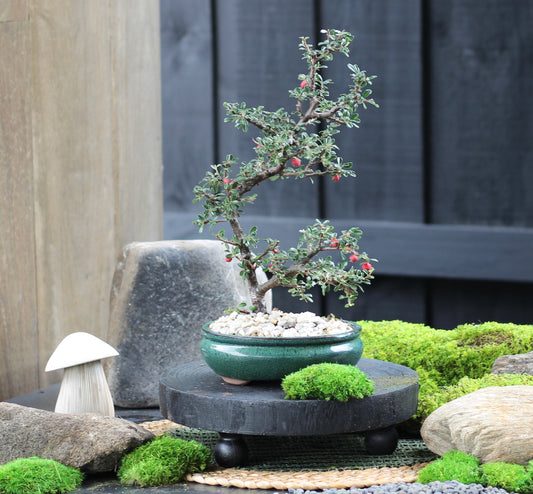 Bonsai - Flowering Cotoneaster - Vanessa - 30cm