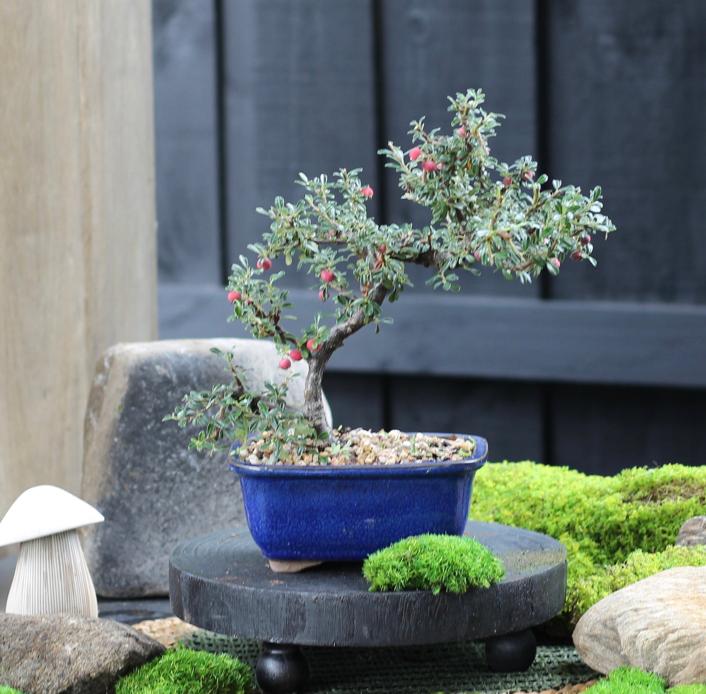 Bonsai - Cotoneaster - Riley - 26cm