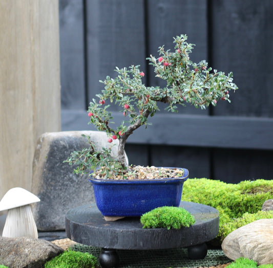 Bonsai - Cotoneaster - Riley - 26cm