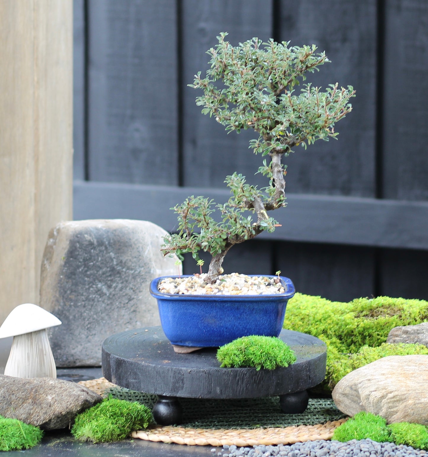 Bonsai - Cotoneaster - Lenni - 30cm