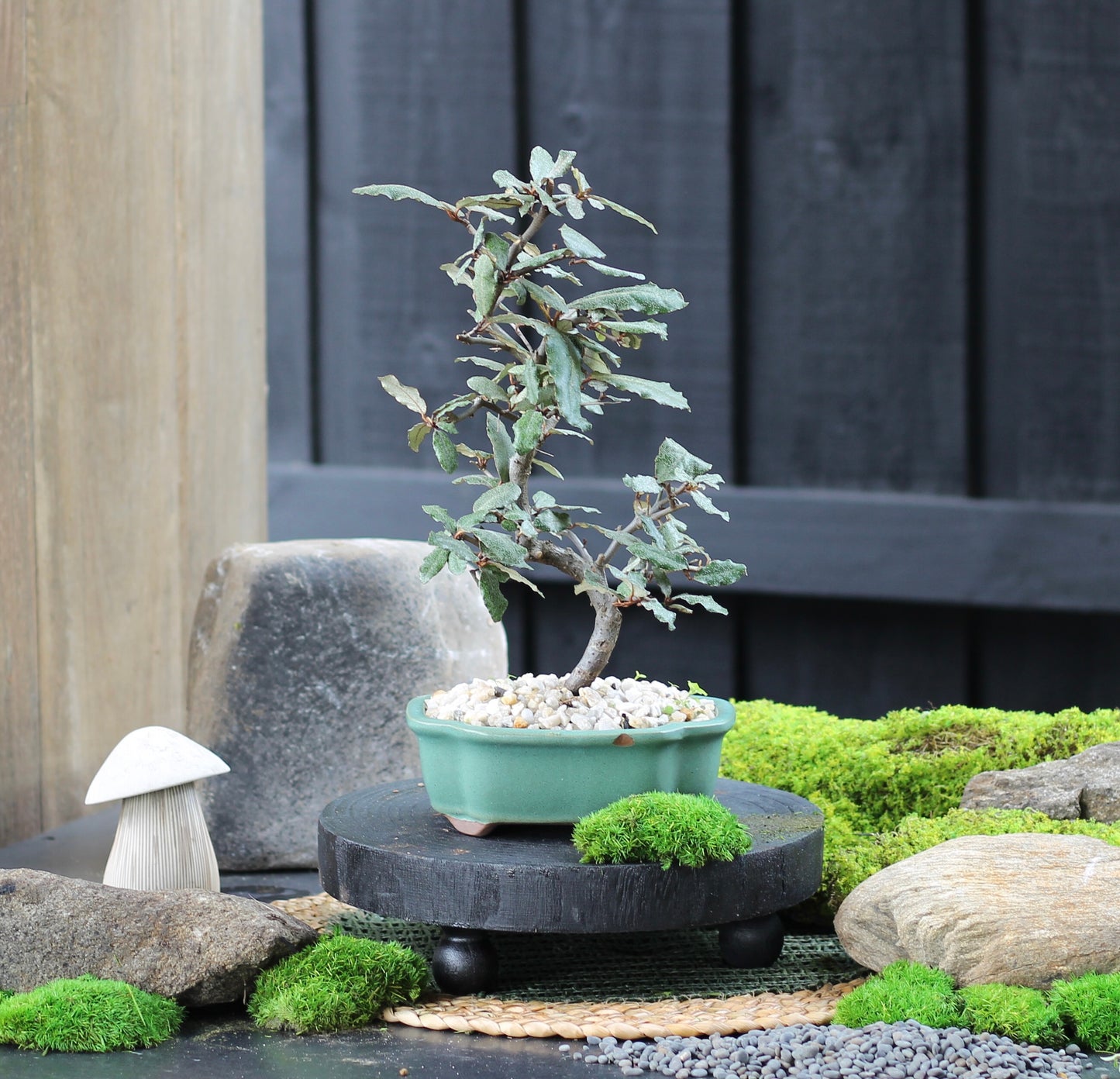 Bonsai - Japanese Silverberry - Landy - 32cm