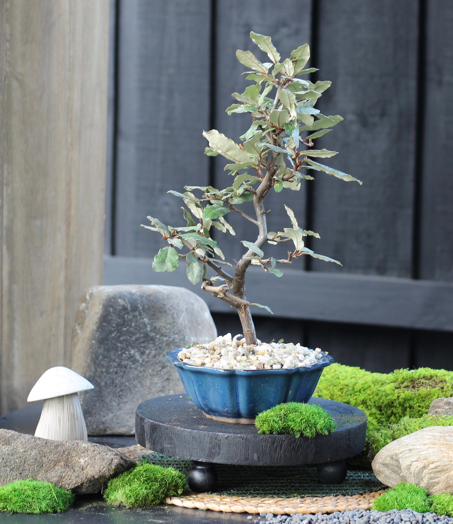 Bonsai - Japanese Silverberry - Edith - 34cm