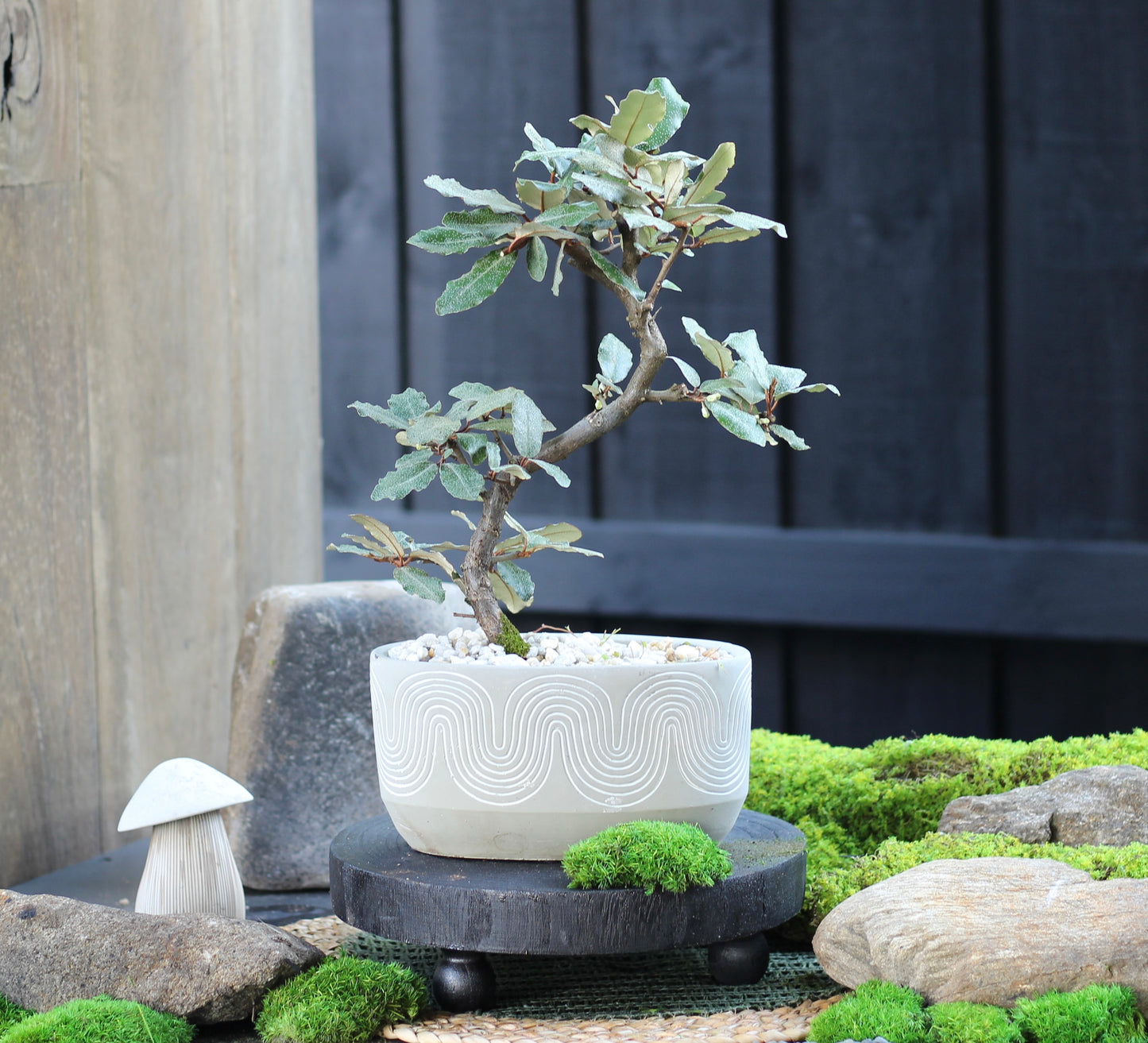 Bonsai - Japanese Silverberry - Marg - 30cm