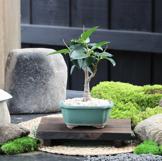 Medium Bonsai Timber Stand - Dark Wood