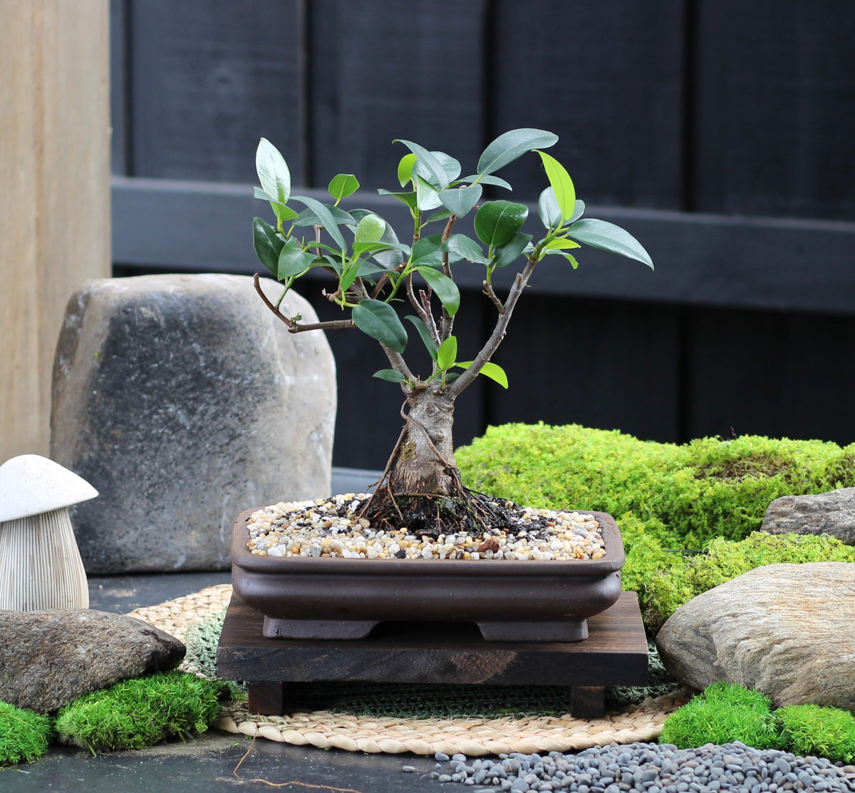 Bonsai - Port Jackson Fig - Tilly - 32cm