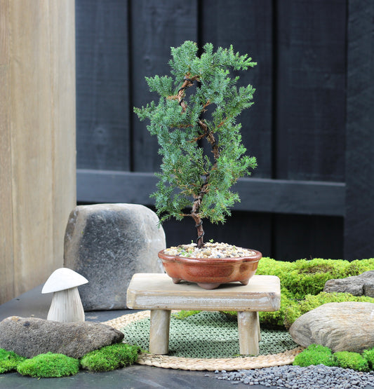 Timber Bonsai Stand - Blossy - Medium