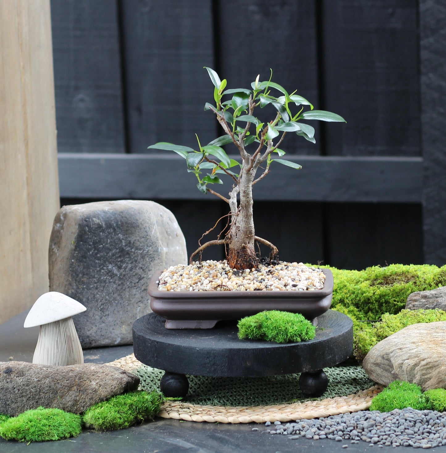 Bonsai - Port Jackson Fig - Alana - 32cm