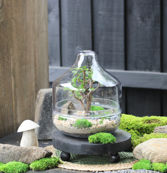 Bonsai Terrarium - Crassula Ovata - Capsule - MEDIUM - 26cm