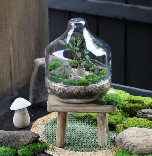 Bonsai Terrarium - Port Jackson Fig - Capsule - MEDIUM - 26cm