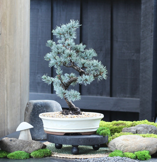 Bonsai - Blue Atlantic Cedar - Fernando - 44cm